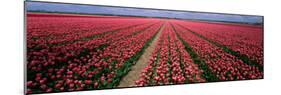 Tulips Near Alkmaar Netherlands-null-Mounted Photographic Print