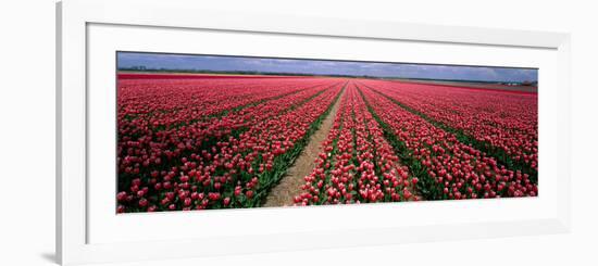 Tulips Near Alkmaar Netherlands-null-Framed Photographic Print