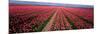 Tulips Near Alkmaar Netherlands-null-Mounted Photographic Print