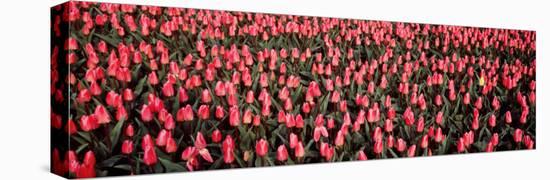 Tulips, Noordbeemster, Netherlands-null-Stretched Canvas