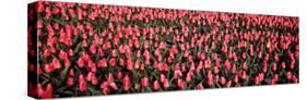 Tulips, Noordbeemster, Netherlands-null-Stretched Canvas