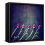 Tulips on a Wooden Board-graphicphoto-Framed Stretched Canvas