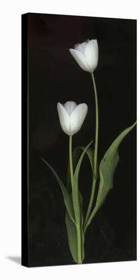 Tulips on Black Background-Anna Miller-Stretched Canvas