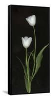 Tulips on Black Background-Anna Miller-Framed Stretched Canvas