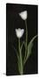 Tulips on Black Background-Anna Miller-Stretched Canvas