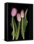 Tulips on Black Background-Anna Miller-Framed Stretched Canvas