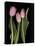 Tulips on Black Background-Anna Miller-Stretched Canvas