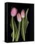 Tulips on Black Background-Anna Miller-Framed Stretched Canvas