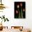Tulips on Black Background-Anna Miller-Photographic Print displayed on a wall