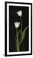 Tulips on Black Background-Anna Miller-Framed Photographic Print