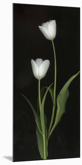 Tulips on Black Background-Anna Miller-Mounted Photographic Print