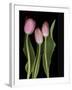 Tulips on Black Background-Anna Miller-Framed Photographic Print