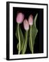 Tulips on Black Background-Anna Miller-Framed Photographic Print