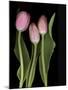 Tulips on Black Background-Anna Miller-Mounted Photographic Print