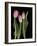 Tulips on Black Background-Anna Miller-Framed Photographic Print