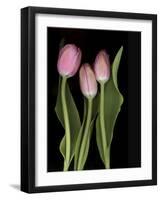 Tulips on Black Background-Anna Miller-Framed Photographic Print