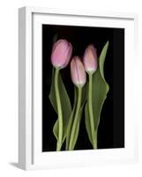 Tulips on Black Background-Anna Miller-Framed Photographic Print