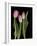 Tulips on Black Background-Anna Miller-Framed Photographic Print