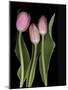 Tulips on Black Background-Anna Miller-Mounted Photographic Print