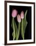 Tulips on Black Background-Anna Miller-Framed Photographic Print