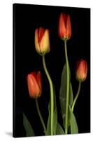 Tulips on Black Background-Anna Miller-Stretched Canvas