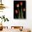 Tulips on Black Background-Anna Miller-Stretched Canvas displayed on a wall