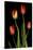 Tulips on Black Background-Anna Miller-Stretched Canvas