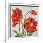 Tulips on Silk-Judy Shelby-Framed Art Print