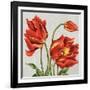Tulips on Silk-Judy Shelby-Framed Art Print