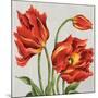 Tulips on Silk-Judy Shelby-Mounted Art Print