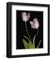 Tulips Orchid green-null-Framed Art Print