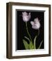 Tulips Orchid green-null-Framed Art Print