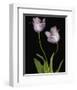 Tulips Orchid green-null-Framed Art Print