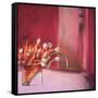 Tulips Pink-Mark Van Crombrugge-Framed Stretched Canvas