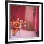 Tulips Pink-Mark Van Crombrugge-Framed Premium Giclee Print