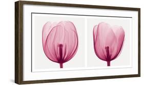 Tulips [Positive]-Steven N^ Meyers-Framed Art Print