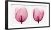 Tulips [Positive]-Steven N^ Meyers-Framed Art Print