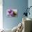Tulips, Purple, Bowl, Hearts-Andrea Haase-Stretched Canvas displayed on a wall