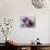 Tulips, Purple, Bowl, Hearts-Andrea Haase-Stretched Canvas displayed on a wall