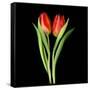 Tulips Red-Magda Indigo-Framed Stretched Canvas