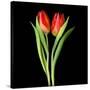 Tulips Red-Magda Indigo-Stretched Canvas