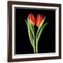 Tulips Red-Magda Indigo-Framed Photographic Print