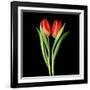 Tulips Red-Magda Indigo-Framed Photographic Print