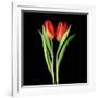 Tulips Red-Magda Indigo-Framed Photographic Print