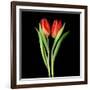 Tulips Red-Magda Indigo-Framed Photographic Print