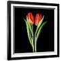 Tulips Red-Magda Indigo-Framed Photographic Print