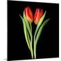 Tulips Red-Magda Indigo-Mounted Photographic Print