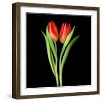 Tulips Red-Magda Indigo-Framed Photographic Print