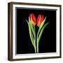 Tulips Red-Magda Indigo-Framed Photographic Print