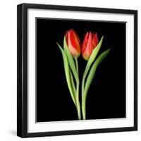 Tulips Red-Magda Indigo-Framed Photographic Print